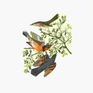 Cute Birds Art Work