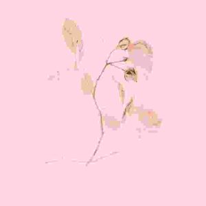 Wild Flower Art